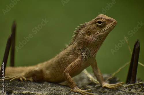 A beautiful closeup photograph of a lizard.