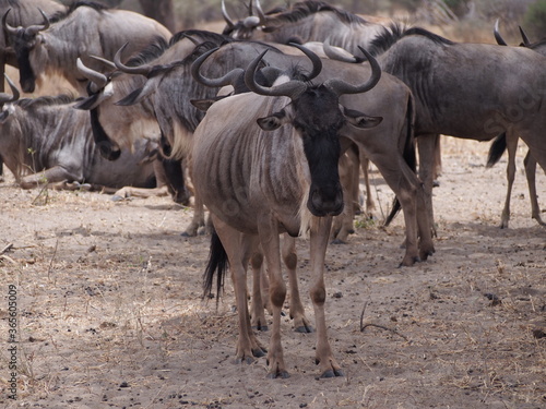 herd of wildebeest in Tanzania, Africa © Satoshi S