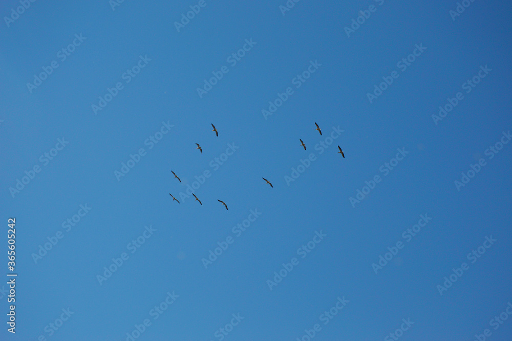 Fototapeta premium storks fly in the blue sky. the flock was built in flight in the form of a wedge