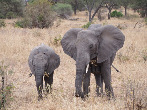 African elephant parent and baby in the wild in Tanzania, Africa