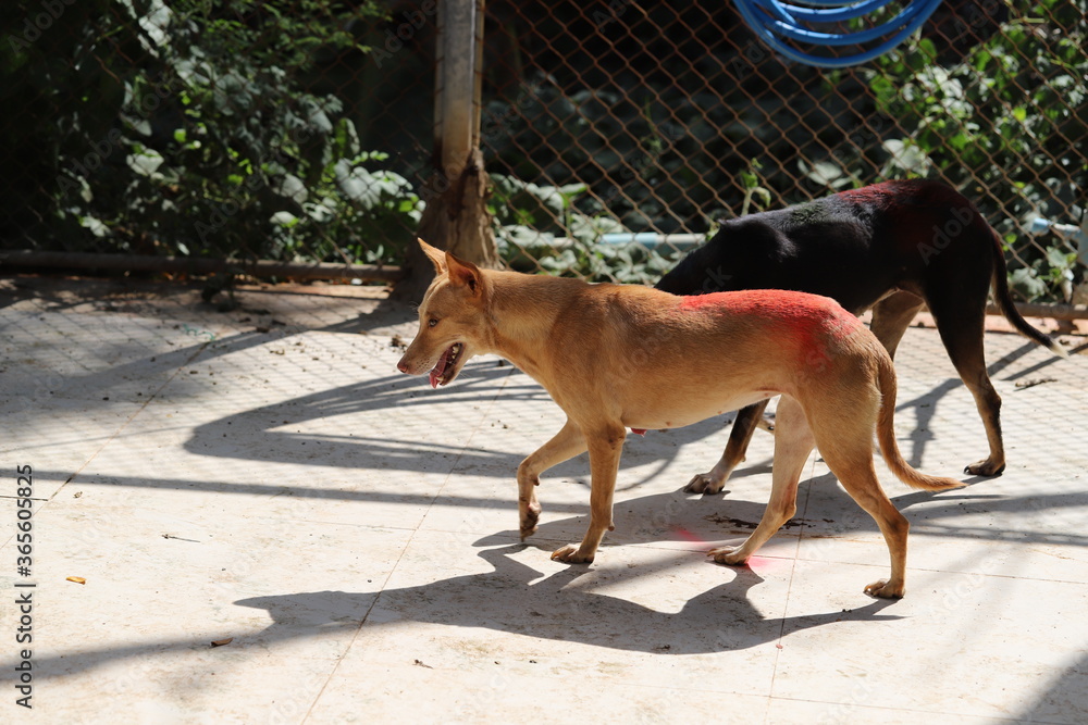 Dog Shelter In Thailand, Dog Rescue Stock Photo | Adobe Stock