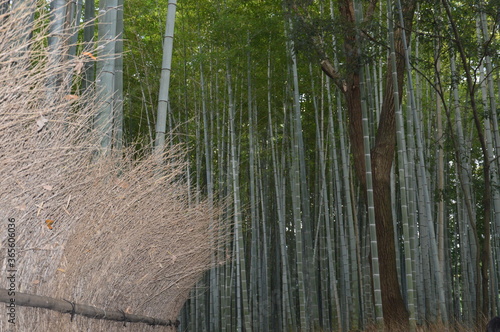 京都の竹林の小径