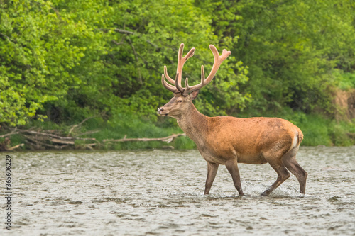 Red Deer  Cervus elaphus  stag. Wildlife in the Carpathians. Bieszczady Mts. Poland.