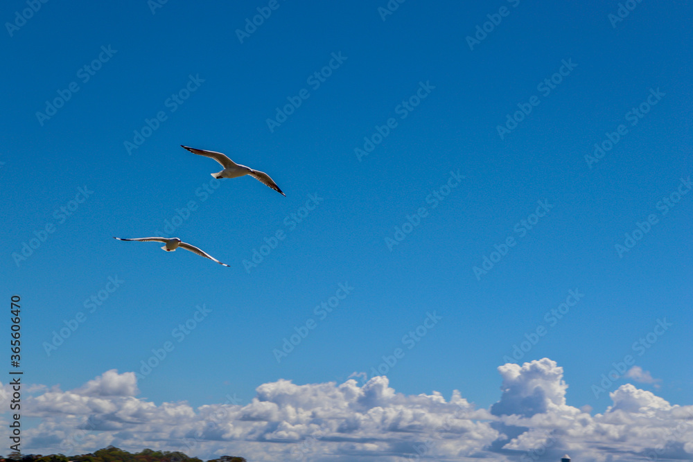Fototapeta premium seagull in flight