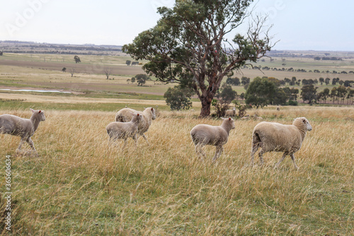 flock of sheep running across a field