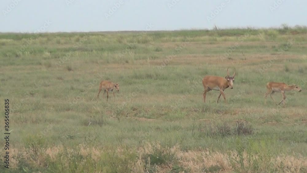 Kalmykia, nature reserve. Saigas in the steppe. Kalmykia, nature reserve. Saigas in the steppe.