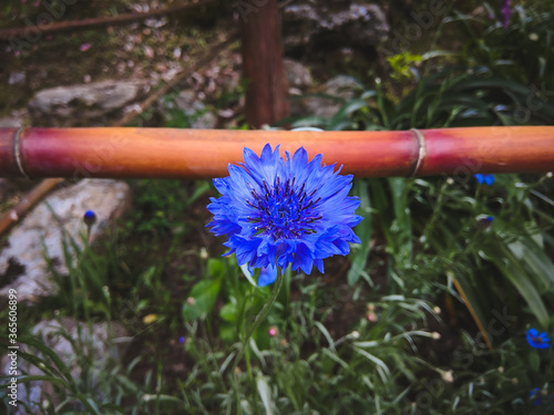 Blue Flower in Namchi Rock Garden photo