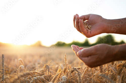 Farmers hands in wheat field. Successful harvest. © littlewolf1989