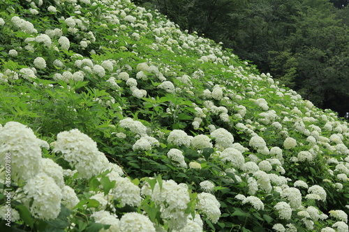 Hydrangeas in the park ,japan,tokyo photo