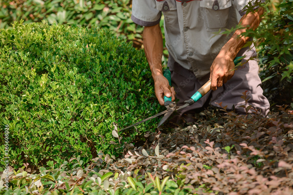 Naklejka premium Close up on a gardener holding hand pruners