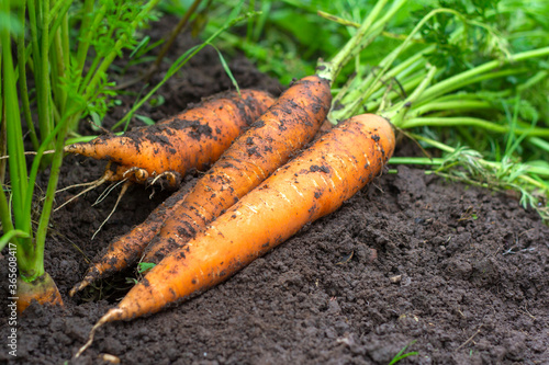Freshly dug carrots with tops on the ground. Large juicy unwashed carrots in a field on the ground close-up.Harvest.