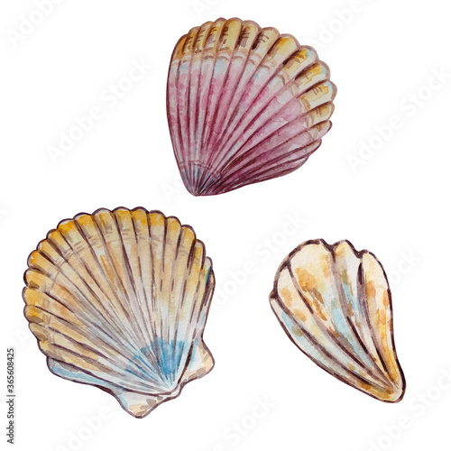  three watercolor multicolored seashells