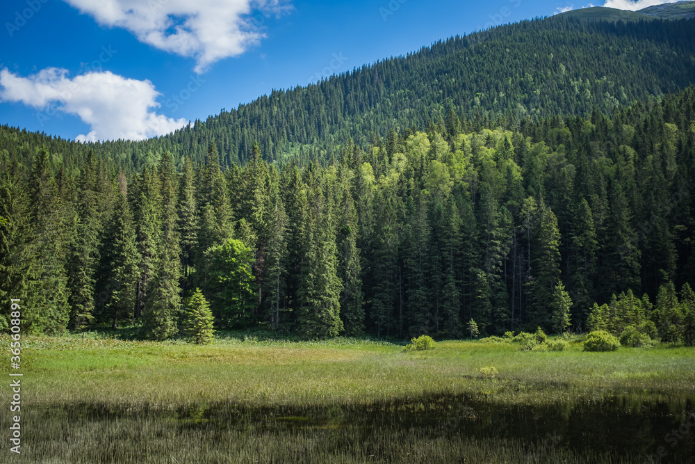 Fototapeta premium Lake in the mountains. Coniferous forest 