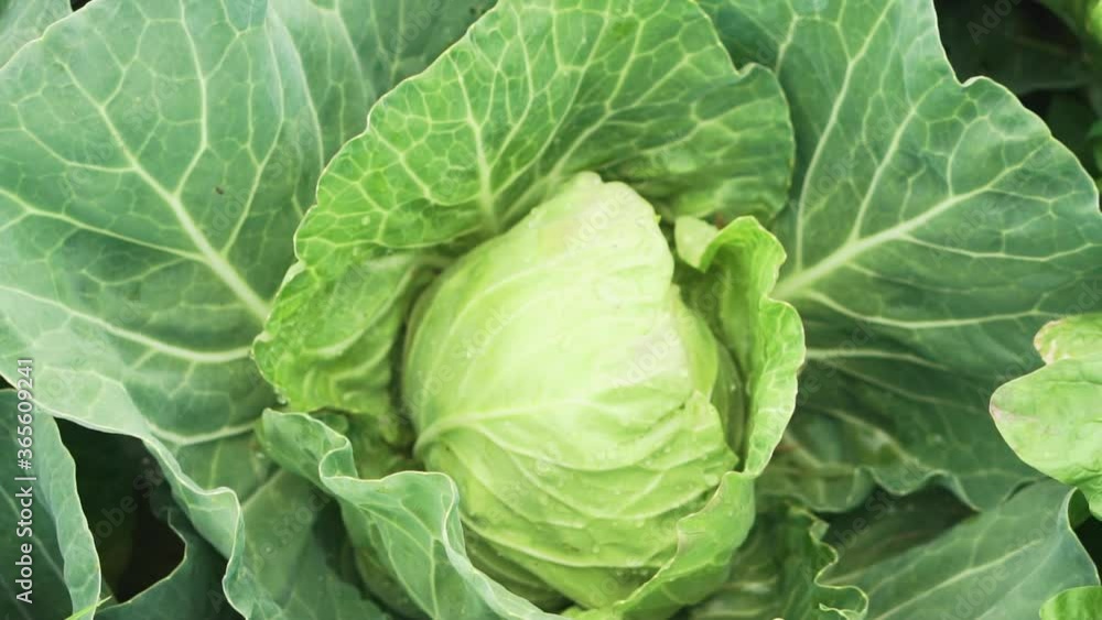 Lettuce close up in slow motion. Lettuce close up in slow motion.