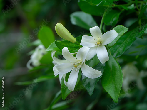 White Orange Jasmine or China Box flower