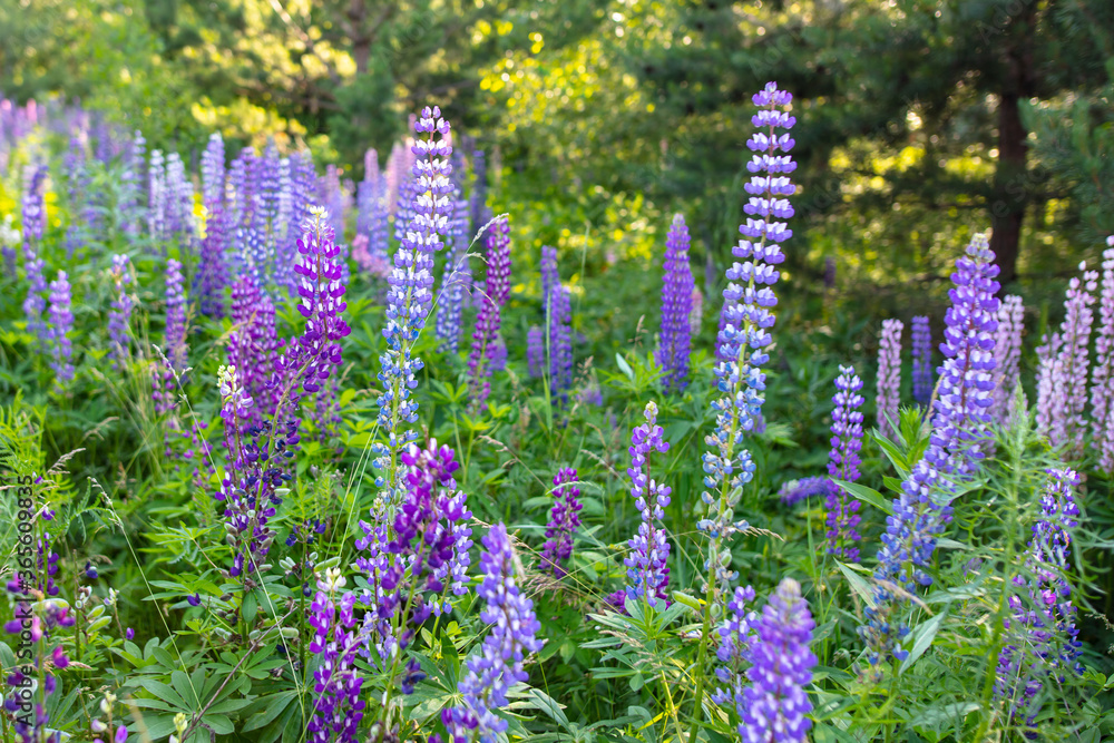 Obraz premium Beautiful purple flower grows in the park.