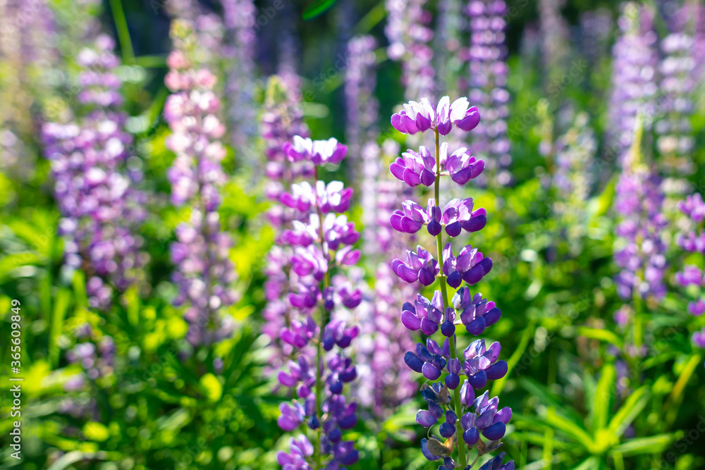 Beautiful purple flower grows in the park. Beautiful purple flower grows in the park.