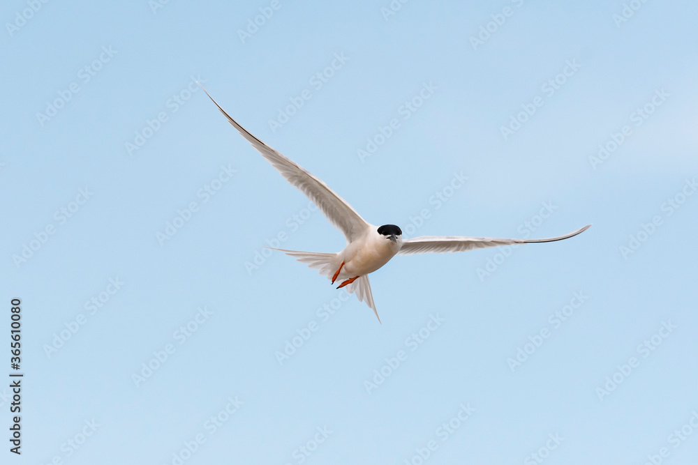 Fototapeta premium ベニアジサシ飛翔(Roseate Tern)