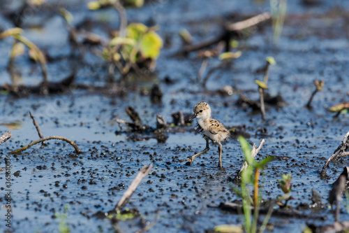 セイタカシギのヒナ(Black-winged Stilt)