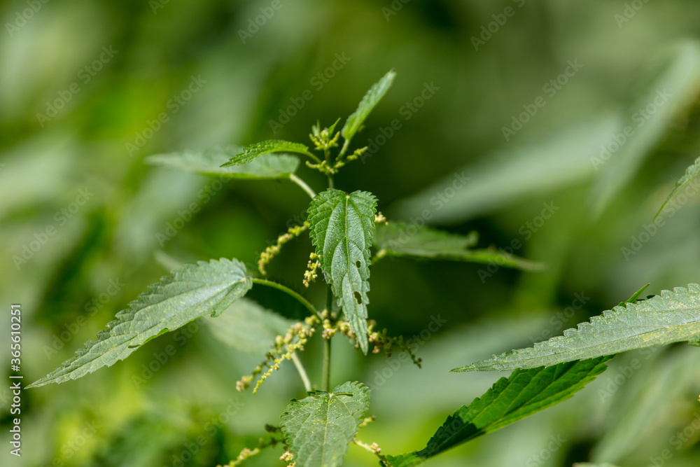 Close-up of green leaves on nettles in summer. Close-up of green leaves on nettles in summer.