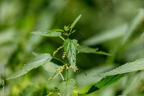 Close-up of green leaves on nettles in summer.