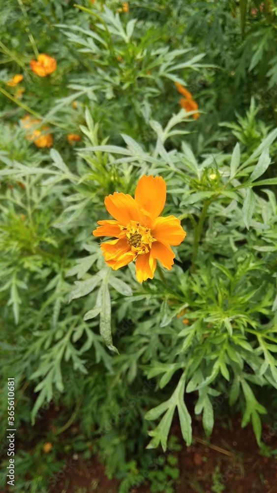 orange and yellow flowers orange and yellow flowers