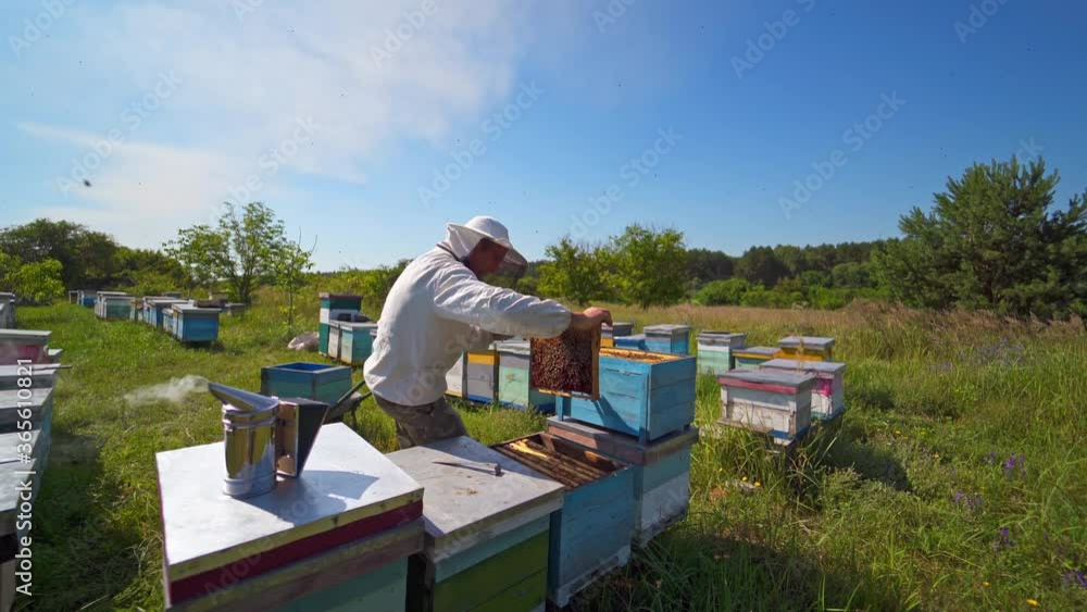 Apiculturist near wooden hives. Beekeeper inspecting bees on green nature background under blue sky. Camera moves back. Apiculturist near wooden hives. Beekeeper inspecting bees on green nature background under blue sky. Camera moves back.