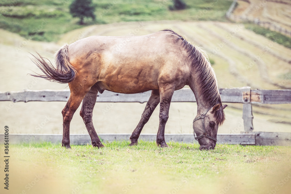 Obraz premium Polish Konik horse grazes in a meadow