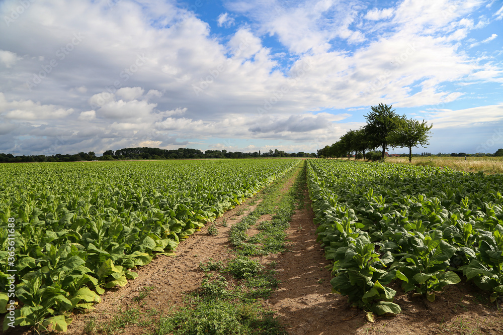 Green tobacco plants on a field in Rhineland-Palatinate