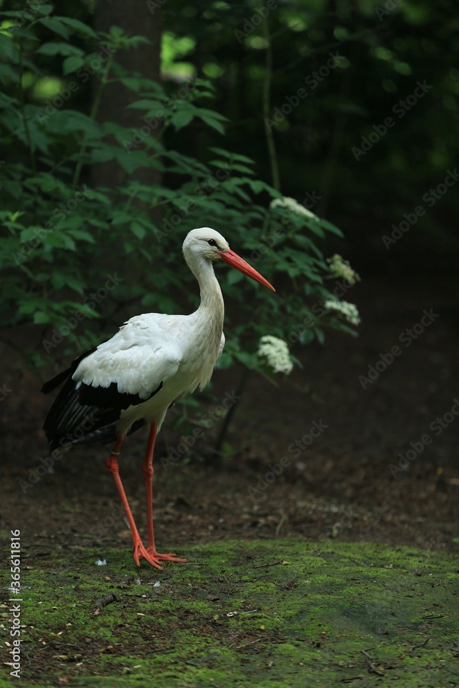 Fototapeta premium Stork in the forest 