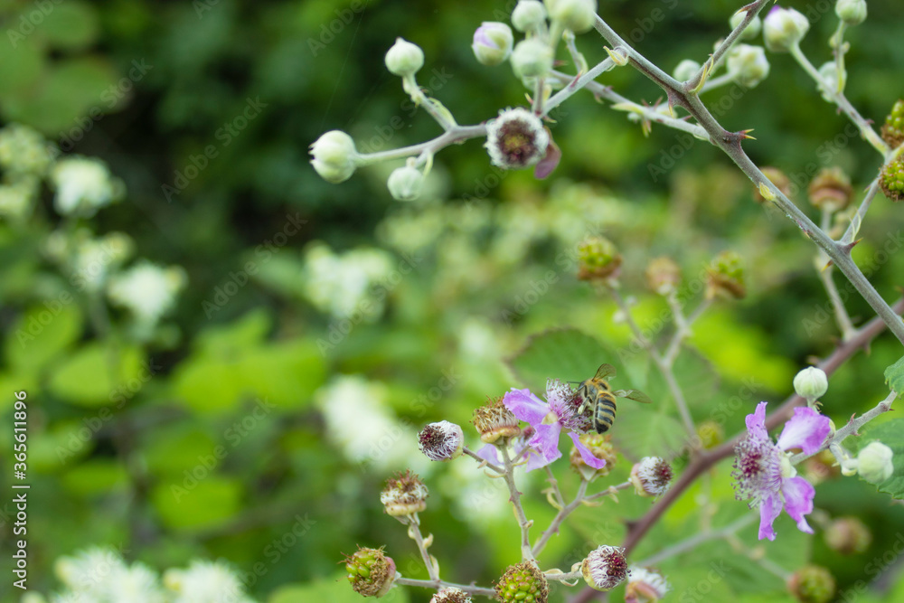 bee collecting honey from wild flower in forest bee collecting honey from wild flower in forest