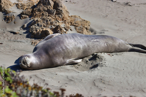 Elephant seals in San Simeon California