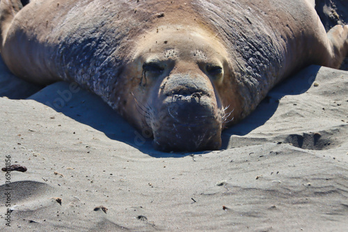 Elephant seals in San Simeon California