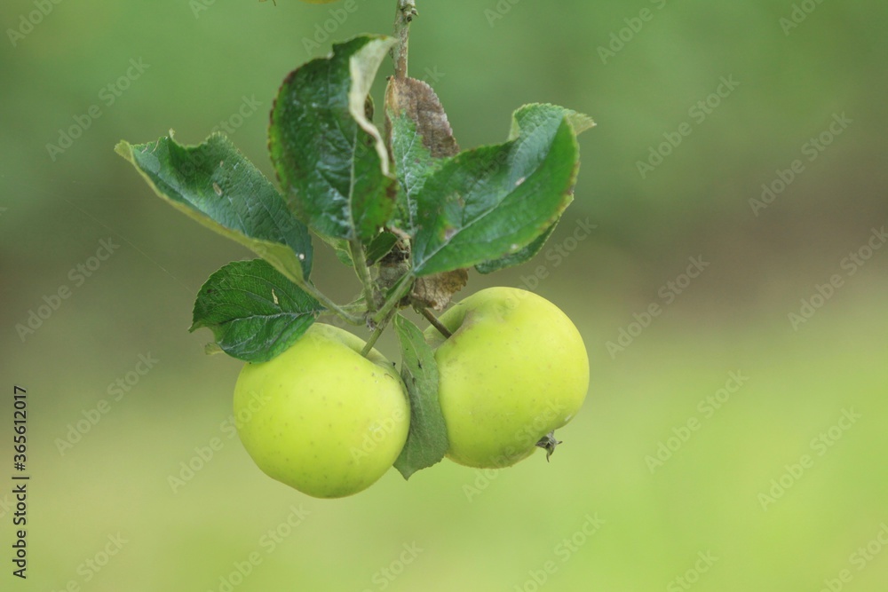 green apples on a branch