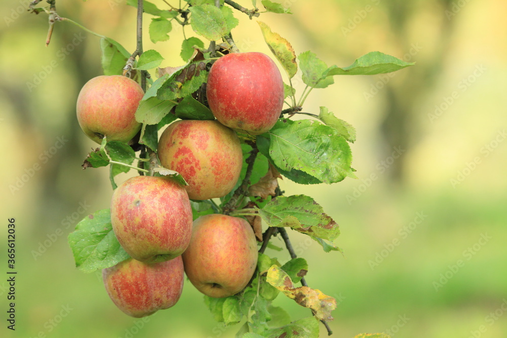 Obraz premium apples on a tree