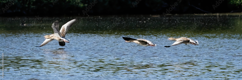 A group of gray geese, dark gray-brown goose, flying above the water, Wide long cover or banner