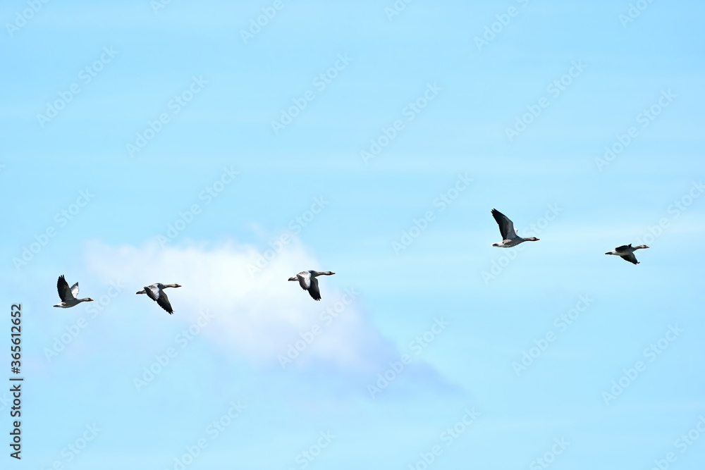 A group of gray geese, dark gray-brown goose, flying against a fresh blue sky
