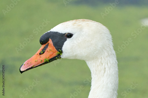 One white swan with orange beak  swim in a pond. Head and neck only. Duckweed floats in the water