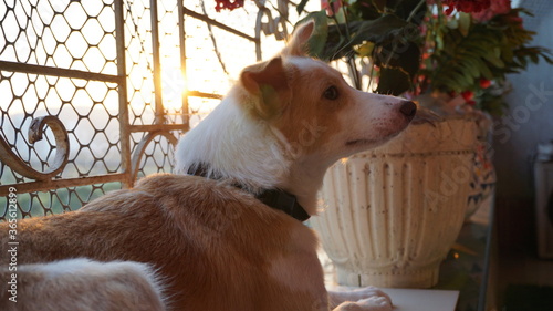 Fotografi Cute young female dog indian mongrel breed.
