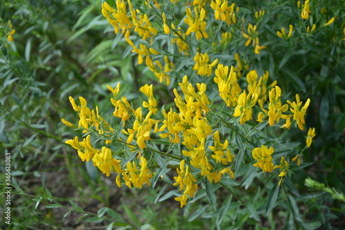 Flowers yellow Genista tinctoria.Flowering dyers broom (Genista tinctoria). photo
