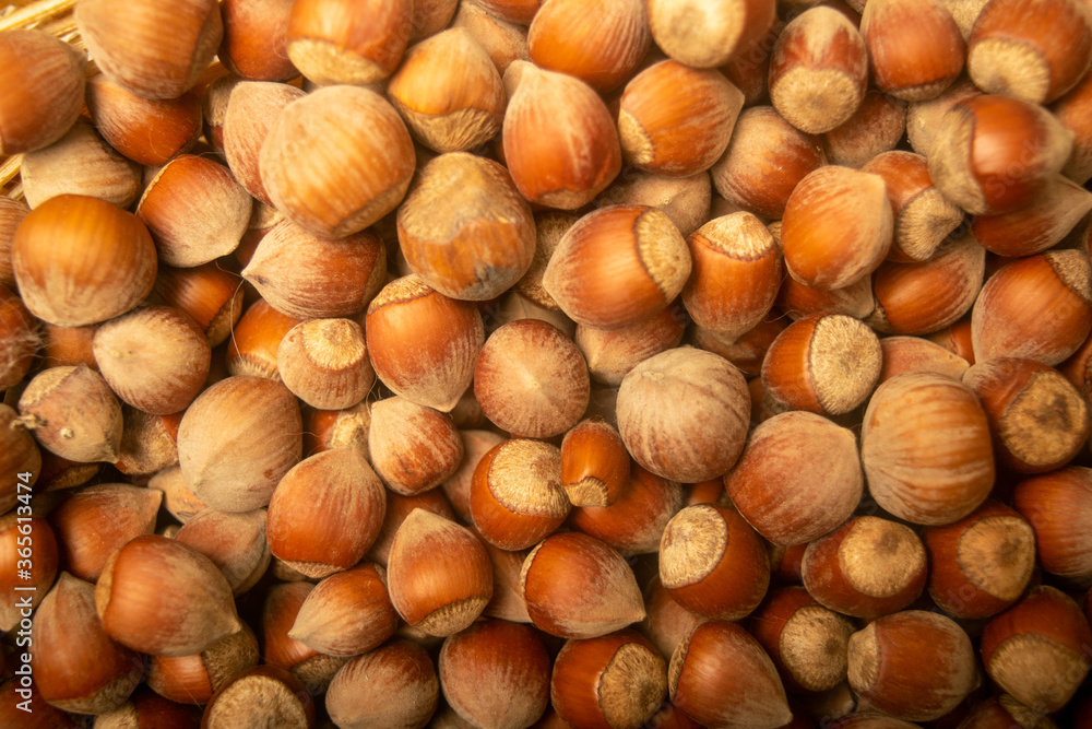 Hazelnuts in bulk. Surface texture. Close up. Hazelnuts in bulk. Surface texture. Close up.