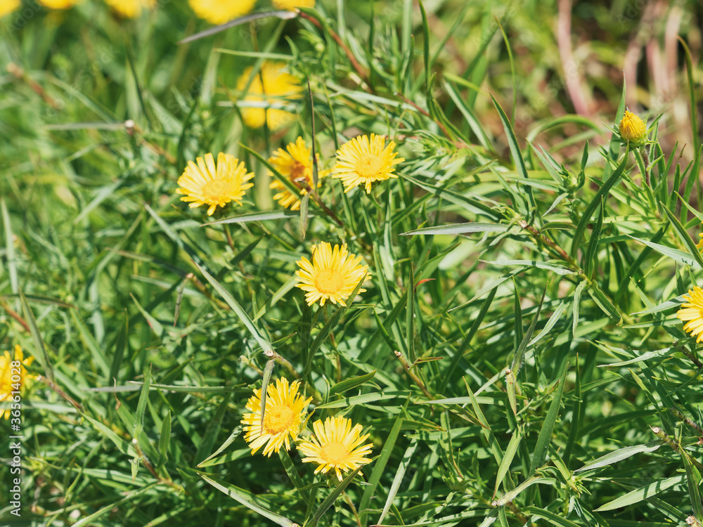 Obraz premium (Inula ensifolia) Schwert-Alant oder Schwertblättriger Alant 'Compacta' Lockere Horste mit gelben Blüten und dunkel-grün Blätter in einen dicht-buschigem Habitus 