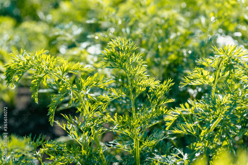 Parsley in the garden. Young succulent bushes of parsley in backlight. Parsley in the garden. Young succulent bushes of parsley in backlight.