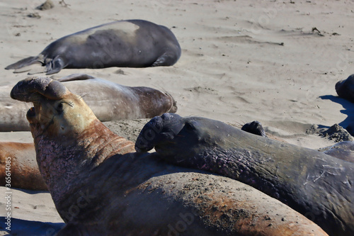Elephant seals in San Simeon California
