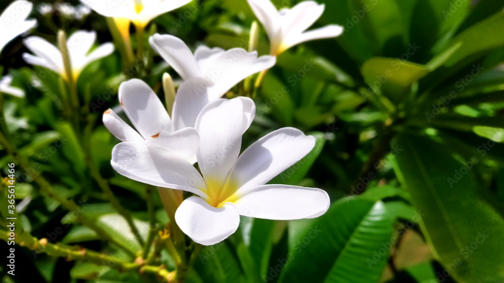 white and yellow flowers