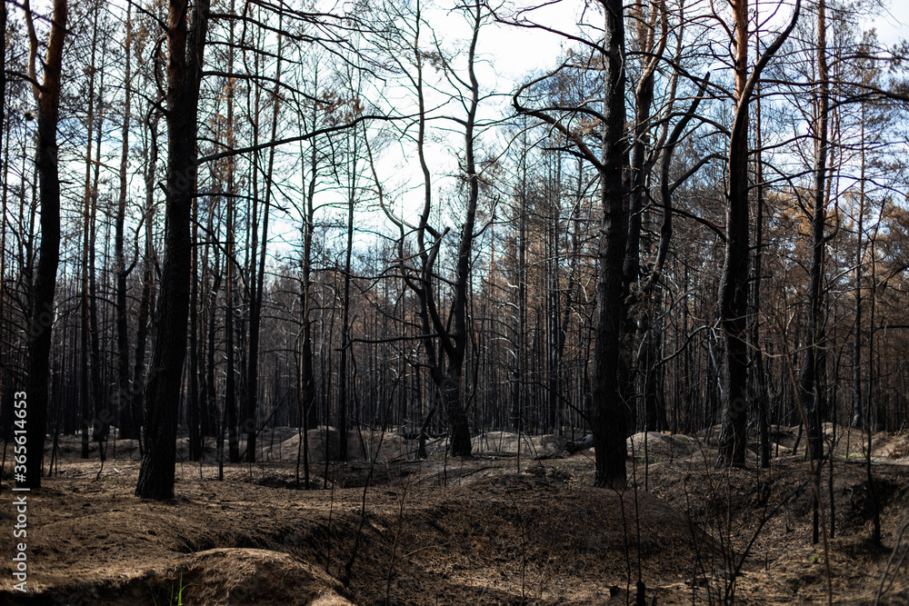 Naklejka premium Black forest after the fire. Destruction of nature and climate change