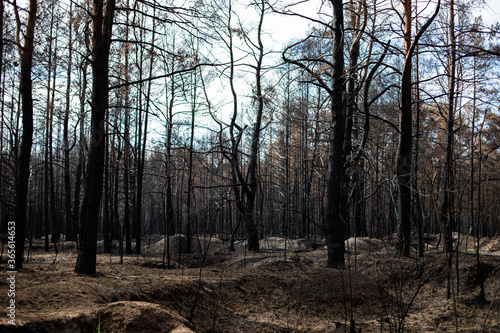 Black forest after the fire. Destruction of nature and climate change