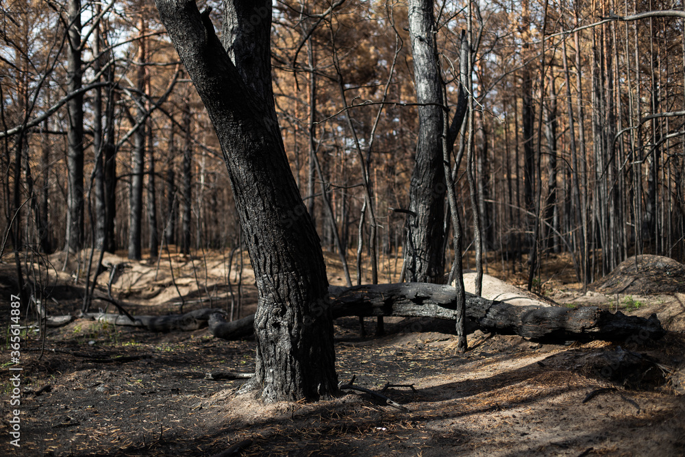 Black forest after the fire. Destruction of nature and climate change Black forest after the fire. Destruction of nature and climate change