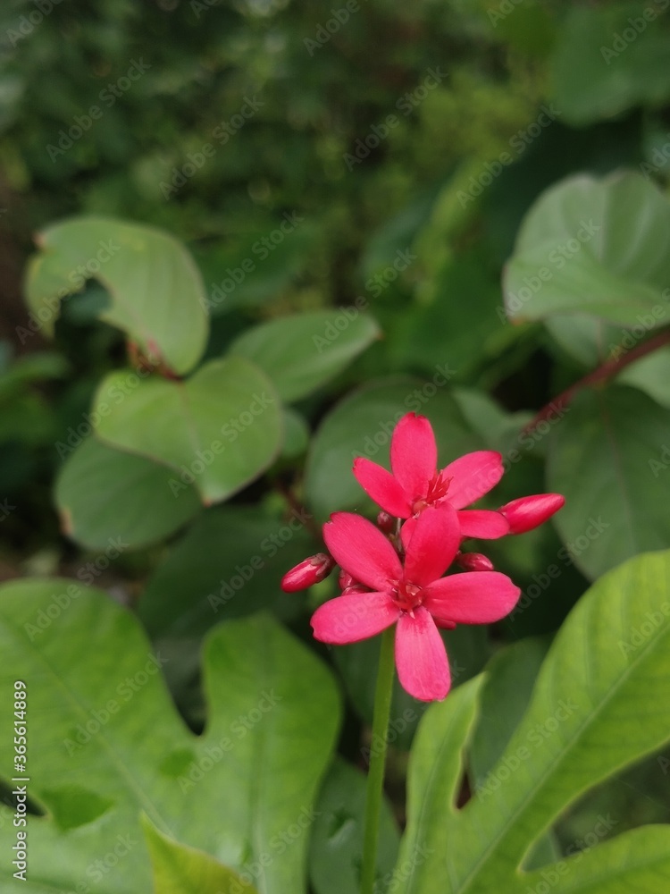 Fototapeta premium Pink flowers