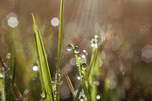 morning dew